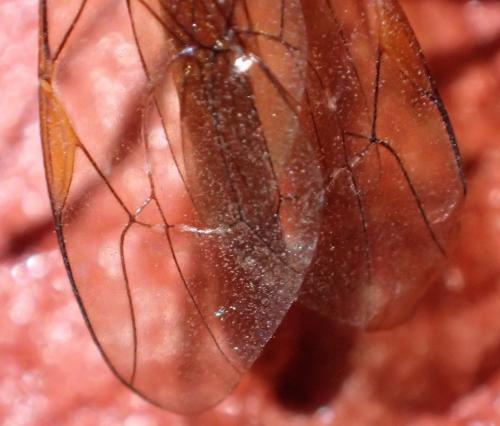 Netelia sp.